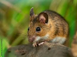 Attēlu rezultāti vaicājumam “Apodemus flavicollis”