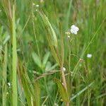 Attēlu rezultāti vaicājumam “Veronica scutellata fruit”
