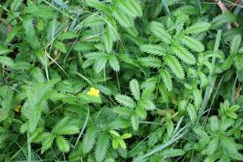 Image result for Potentilla anserina