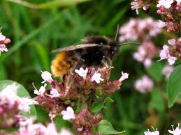 Attēlu rezultāti vaicājumam “Psithyrus sylvestris”