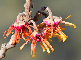 Attēlu rezultāti vaicājumam “Hamamelis vernalis flower”
