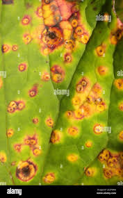 Attēlu rezultāti vaicājumam “Didymium tussilaginis sessile”