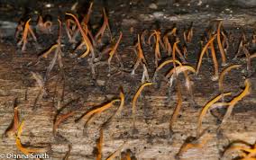 Attēlu rezultāti vaicājumam “Calocera cornea”