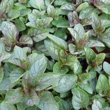 Image result for Menta x piperita