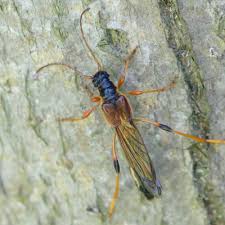 Attēlu rezultāti vaicājumam “Necydalis major”