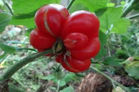 Afbeeldingsresultaat voor voyage tomato