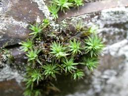 Attēlu rezultāti vaicājumam “Pogonatum urnigerum macro”