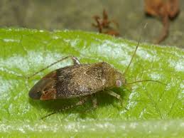 Attēlu rezultāti vaicājumam “Psallus sp. imago”