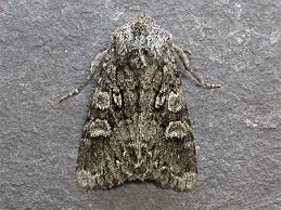 Attēlu rezultāti vaicājumam “Papestra biren”