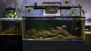 「水蘭」的圖片搜尋結果