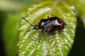 Attēlu rezultāti vaicājumam “Deraeocoris ruber imago”