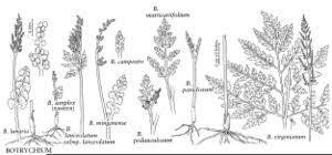 Attēlu rezultāti vaicājumam “Botrychium lunaria”