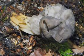 Attēlu rezultāti vaicājumam “Helvella”