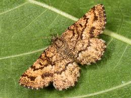 Attēlu rezultāti vaicājumam “Ematurga atomaria male”