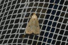 Attēlu rezultāti vaicājumam “Hypenodes humidalis”