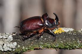 Attēlu rezultāti vaicājumam “Oryctes nasicornis”