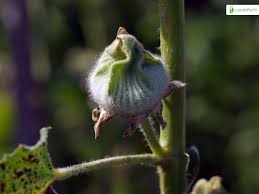 Attēlu rezultāti vaicājumam “Alcea rosea bud”