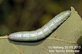 Attēlu rezultāti vaicājumam “Pterostoma palpina”