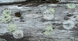 Attēlu rezultāti vaicājumam “Parmeliopsis ambigua”