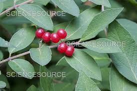 Attēlu rezultāti vaicājumam “Lonicera xylosteum fruit”