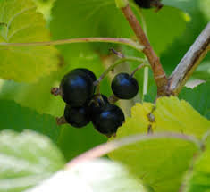 Attēlu rezultāti vaicājumam “Ribes nigrum fruit”