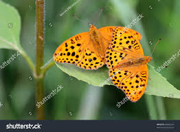 Attēlu rezultāti vaicājumam “Argynnis laodice”