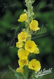 Image result for Verbascum phlomoides