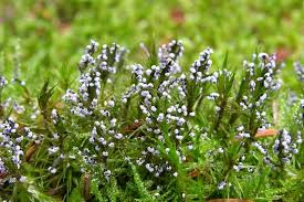 Attēlu rezultāti vaicājumam “Didymium sp.”