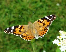 Attēlu rezultāti vaicājumam “Vanessa cardui upperside”