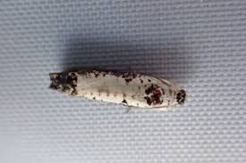 Attēlu rezultāti vaicājumam “Hedya salicella”