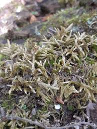 Attēlu rezultāti vaicājumam “Pleurozium schreberi sporophyte”