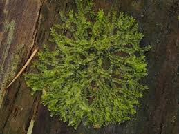 Attēlu rezultāti vaicājumam “Lophocolea heterophylla”