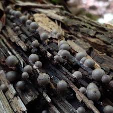 Attēlu rezultāti vaicājumam “Lycogala maculatum macro”