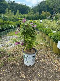 Attēlu rezultāti vaicājumam “Clematis”