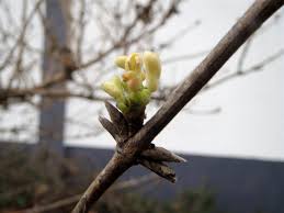 Attēlu rezultāti vaicājumam “Lonicera xylosteum bud”