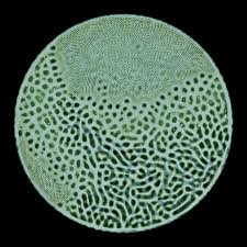 Attēlu rezultāti vaicājumam “Physarum orbis”