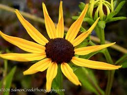 Image result for Rudbeckia fulgida
