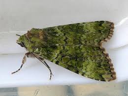 Attēlu rezultāti vaicājumam “Anaplectoides prasina”