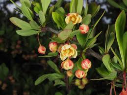 Attēlu rezultāti vaicājumam “Berberis thunbergii flower”