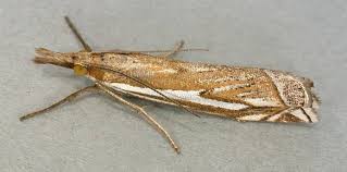 Attēlu rezultāti vaicājumam “Crambus”