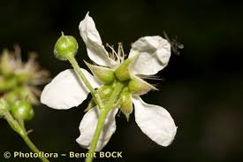 Attēlu rezultāti vaicājumam “Rubus plicatus flower”