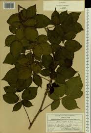 Attēlu rezultāti vaicājumam “Rubus nessensis”