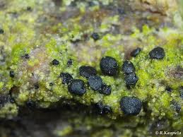 Attēlu rezultāti vaicājumam “Bacidia subincompta”