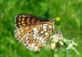 Attēlu rezultāti vaicājumam “Mellicta athalia”