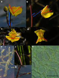 Attēlu rezultāti vaicājumam “Utricularia intermedia bud”