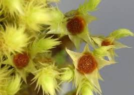 Attēlu rezultāti vaicājumam “Philonotis”