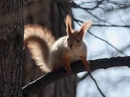 Attēlu rezultāti vaicājumam “Sciurus vulgaris”