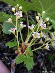 Attēlu rezultāti vaicājumam “Ribes nigrum flower”