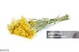 Attēlu rezultāti vaicājumam “Helichrysum arenarium bud”