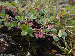 Attēlu rezultāti vaicājumam “Vaccinium uliginosum flower”